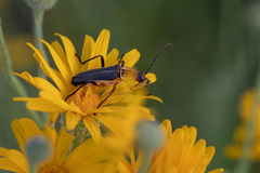 Chauliognathus obscurus