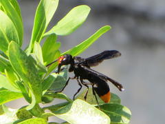 Synagris analis