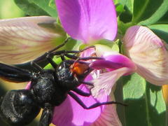 Synagris analis