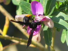 Synagris analis