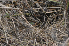 Erpetogomphus crotalinus