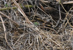 Erpetogomphus crotalinus