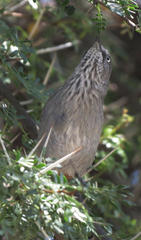 Curruca subcoerulea subcoerulea