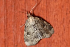 Parahypenodes quadralis