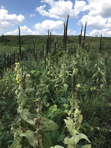Verbascum thapsus