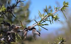 Aspalathus hirta hirta