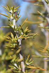 Aspalathus hirta hirta