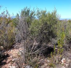 Aspalathus hirta hirta