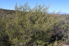 Aspalathus hirta hirta