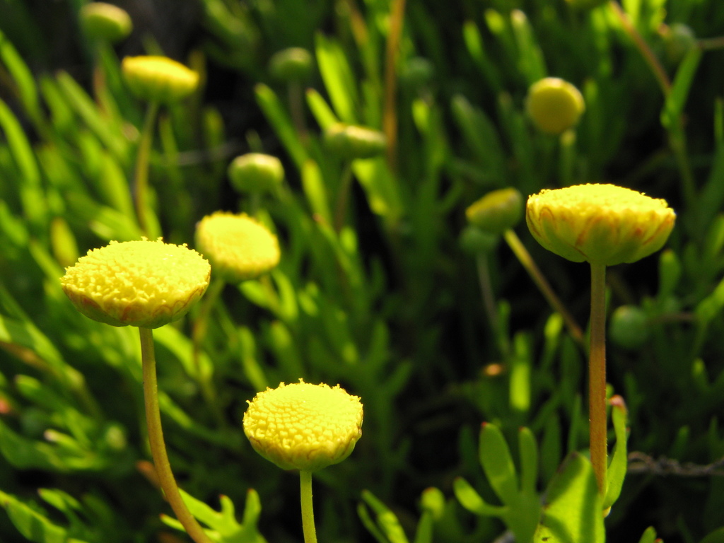 Brass Buttons, Common Brass Buttons: Cotula coronopifolia