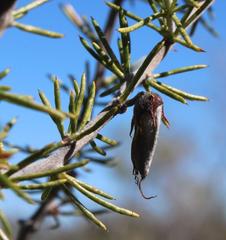 Aspalathus hirta hirta