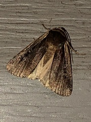 Ochropleura