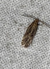 Spinitibia hodgesi