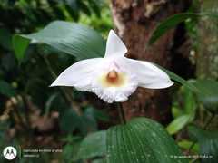Sobralia chrysostoma
