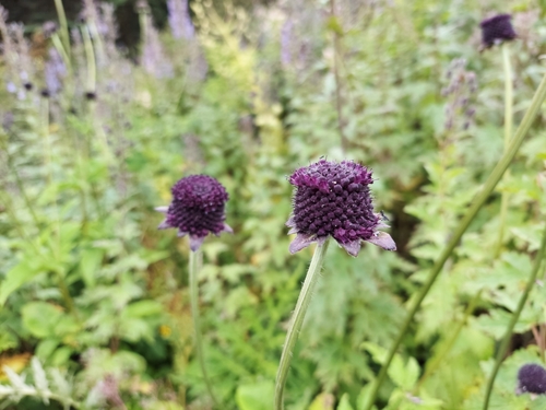 Dipsacus atratus