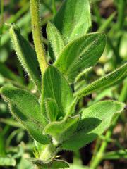 Pentanisia prunelloides subsp. prunelloides image