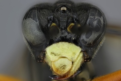 Tenthredo erythromera