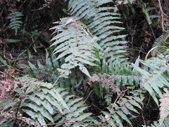Blechnum chilense