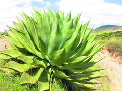 Agave scaposa