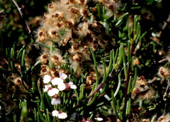 Eriocephalus brevifolius