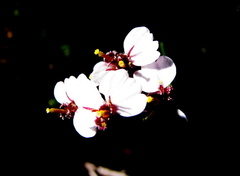 Eriocephalus brevifolius