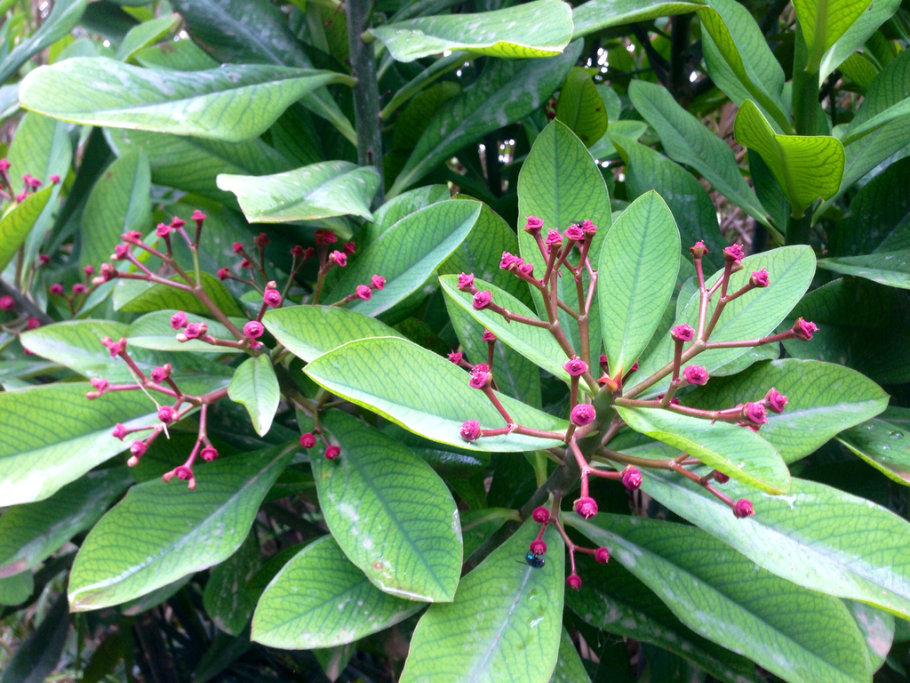 Euphorbia compacta