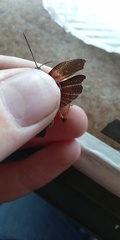 Megaulacobothrus aethalinus