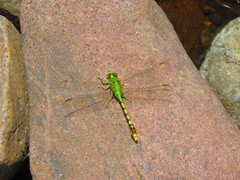 Erpetogomphus crotalinus
