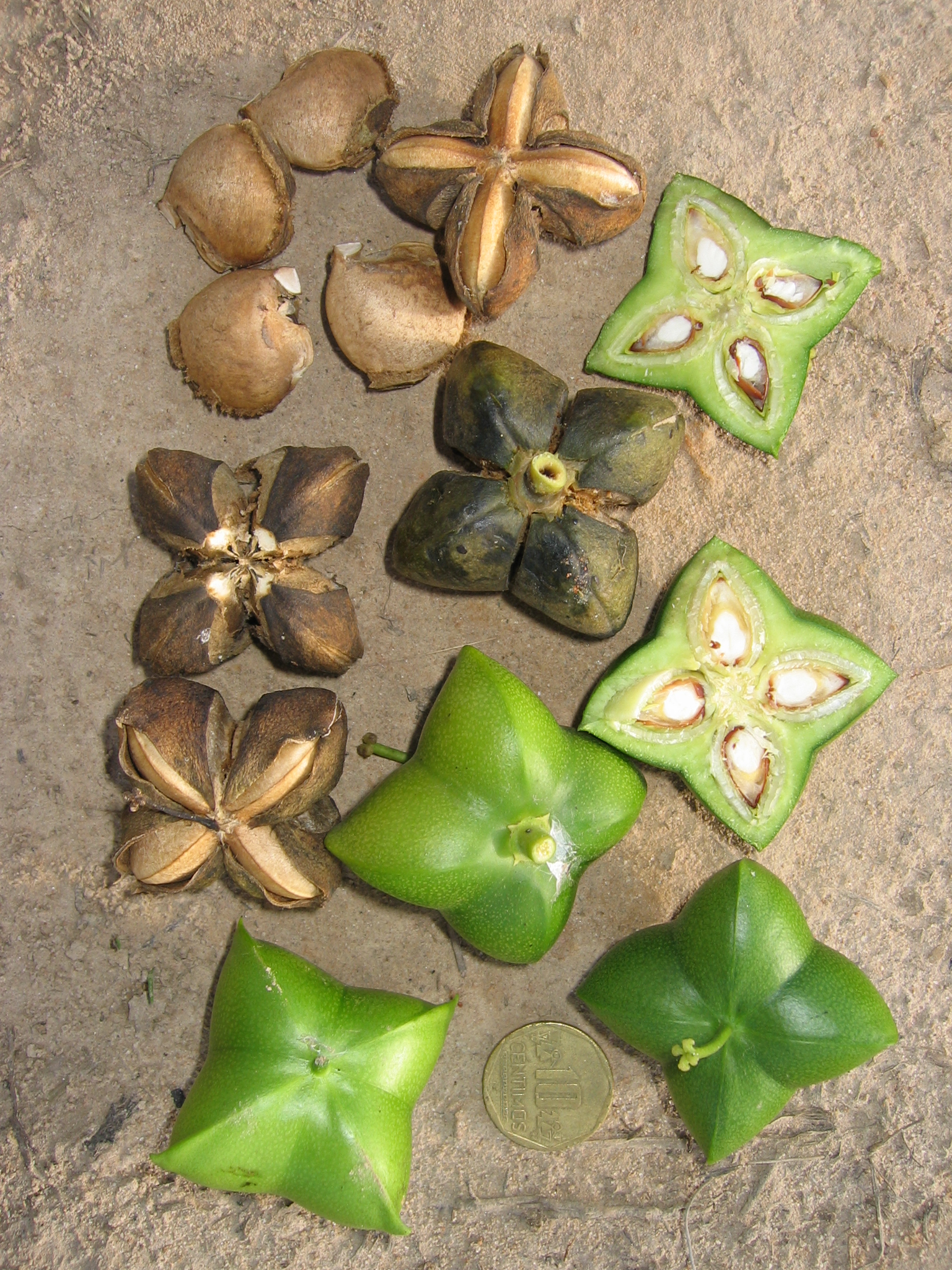 Plukenetia
