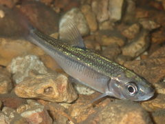 Notropis ozarcanus