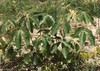 Manketti-Tree - Photo NoodleToo, no known copyright restrictions (public domain)