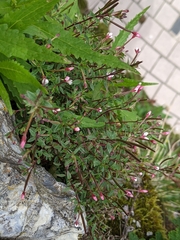 Epilobium hohuanense