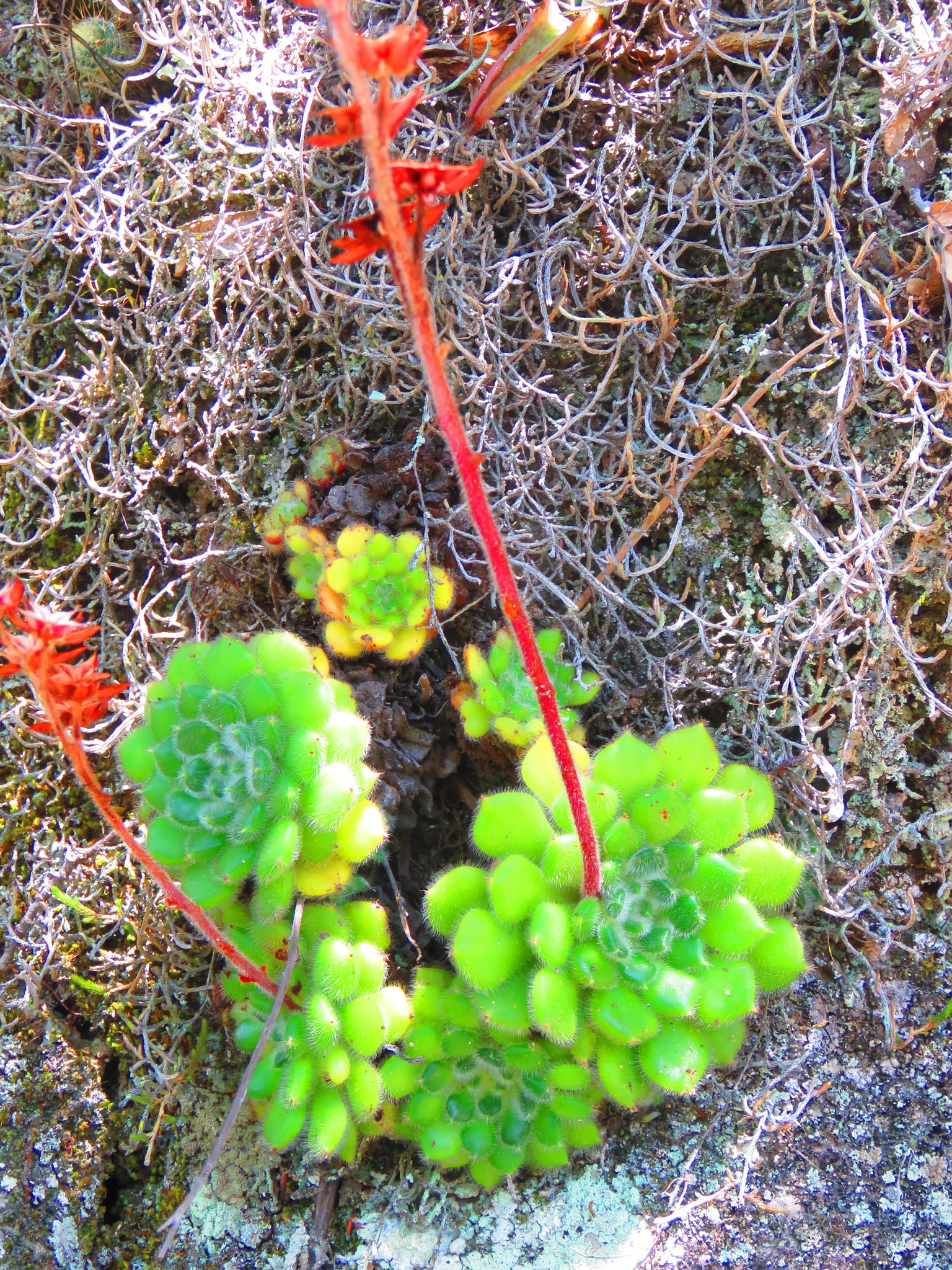 Imagem de Echeveria peluda