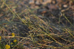 Eragrostis pectinacea pectinacea
