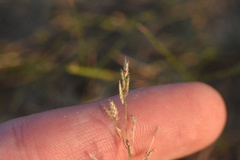 Eragrostis pectinacea pectinacea
