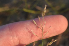 Eragrostis pectinacea pectinacea