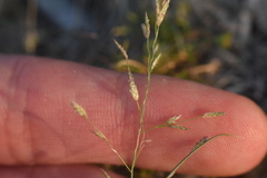 Eragrostis pectinacea pectinacea