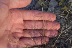 Eragrostis pectinacea pectinacea