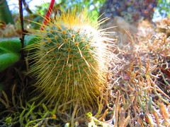 Mammillaria flavicentra