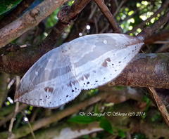 Cyclidia substigmaria