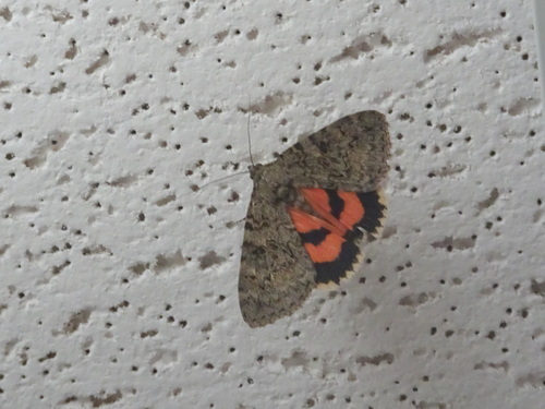 Luciana Underwing Moth photo 4