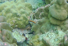 Paracirrhites forsteri