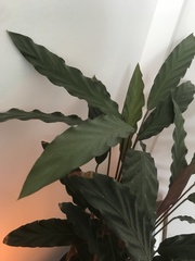 Goeppertia rufibarba