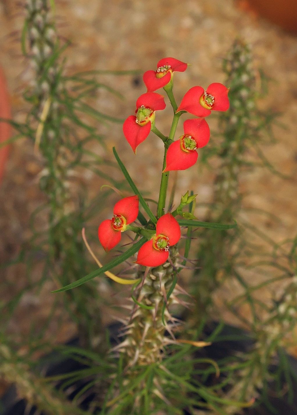 Euphorbia gottlebei