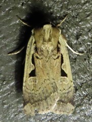Parabagrotis formalis