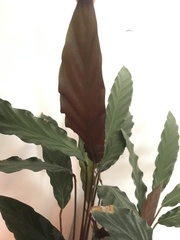 Goeppertia rufibarba