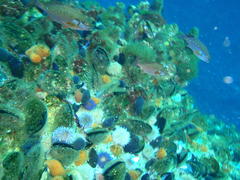 Chirodactylus brachydactylus