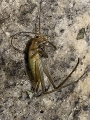 Oecanthus pini