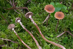 Galerina paludosa
