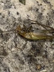 Oecanthus pini